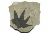 Fossil Sycamore (Macginitiea) Leaf - Green River Formation, Utah #356069-1
